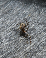Theridiidae