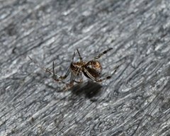 Theridiidae