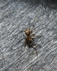Theridiidae