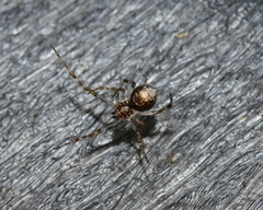 Theridiidae