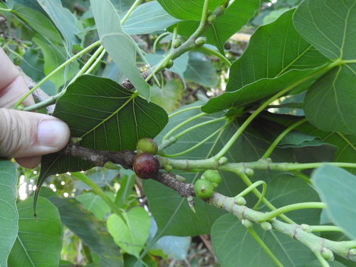 Ficus religiosa