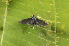 Desmia filicornis