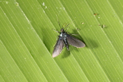 Desmia filicornis
