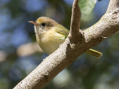 Pachysylvia aurantiifrons