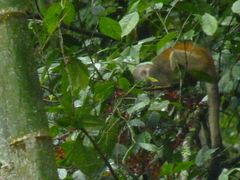 Magnoliopsida