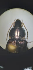 Poecilus lucublandus