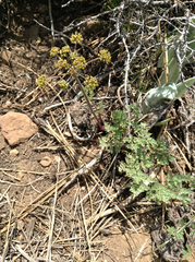 Lomatium dissectum
