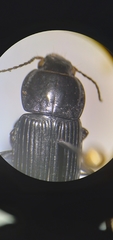 Anisodactylus harrisii