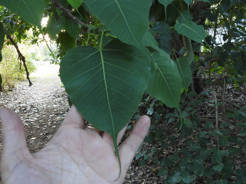 Ficus religiosa