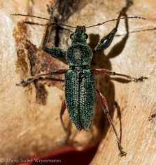 Naupactus aerosus