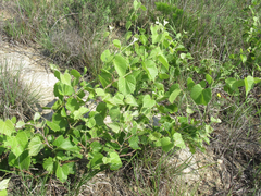 Vitis acerifolia