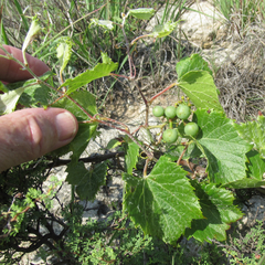 Vitis acerifolia