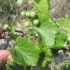 Vitis acerifolia