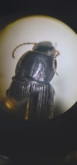 Anisodactylus harrisii