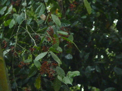 Magnoliopsida