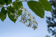 Prunus padus