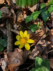 Ficaria verna