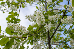 Prunus padus