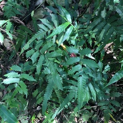 Christella ensifera