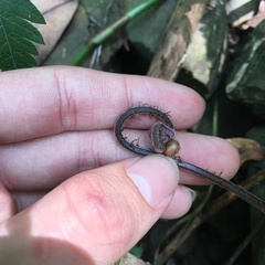 Christella ensifera