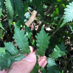 Christella ensifera