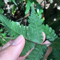 Christella ensifera