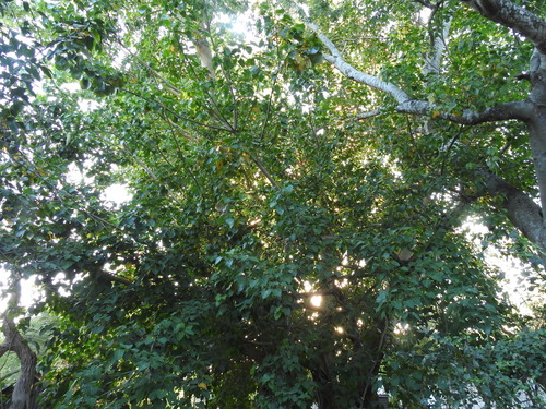 Ficus religiosa