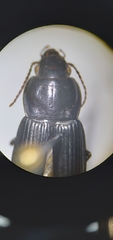 Anisodactylus harrisii