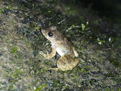 Limnonectes ibanorum