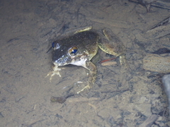 Limnonectes ibanorum