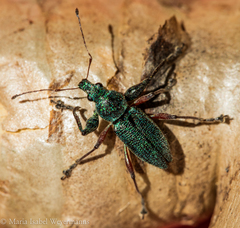 Naupactus aerosus