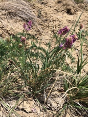Astragalus bisulcatus