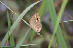 Brakefieldia perspicua