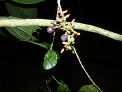 Sorocea