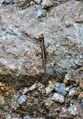 Anolis alutaceus