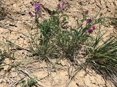 Astragalus bisulcatus