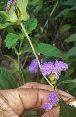 Phyllocephalum ritchiei