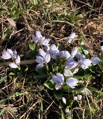 Scilla mischtschenkoana