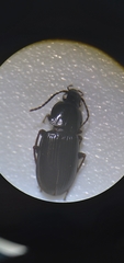 Pterostichus vernalis