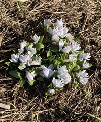 Scilla mischtschenkoana