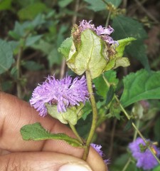 Phyllocephalum ritchiei