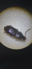 Pterostichus vernalis