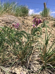 Astragalus bisulcatus