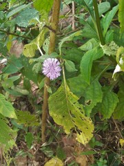 Phyllocephalum ritchiei