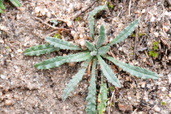 Anchusa undulata
