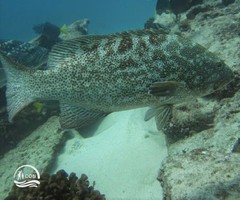 Mycteroperca rosacea