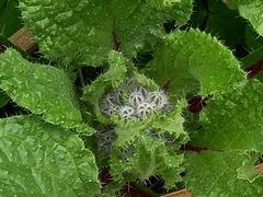 Borago officinalis