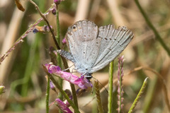 Satyrium sylvinus dryope