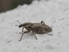 Coniocleonus excoriatus