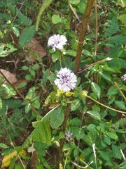 Phyllocephalum ritchiei